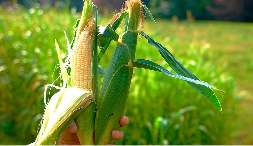 با این گیاه به جنگ کم خونی بروید+اینفوگرافی