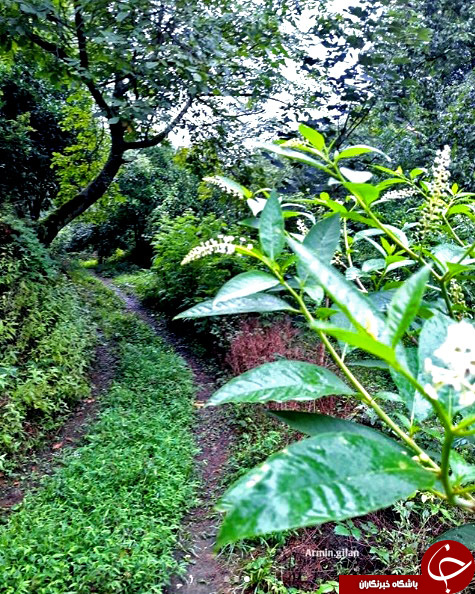 نمایی از طبیعت بکر و دیدنی در روستای گوشکور + تصاویر