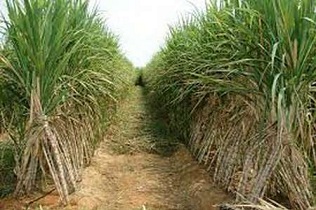 یک هکتار نیشکر چهار برابر برنج نیاز به آب دارد