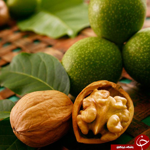 معرفی خواص مختلف گردو در تابستان و زمستان/ اسرارآمیزترین خواص گردو در کلام امام رضا (ع)