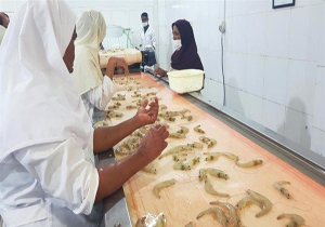 ۱۶۰۰ تن میگو در گواتر چابهار برداشت شد