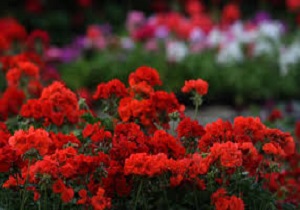 کاشت گل های پائیزی در ارومیه