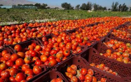 کاهش قیمت گوجه فرنگی در چند روز آینده/جای هیچ گونه نگرانی مبنی بر کمبود نیست