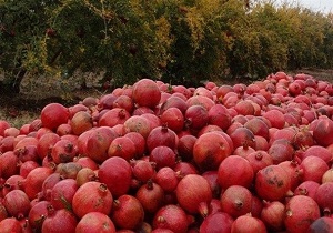 انار اندیکا در راه بازار