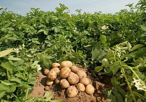 افزایش ۲۰ درصدی  تولیدمحصول سیب زمینی در خوی