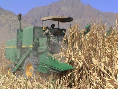 برداشت ذرت دانه ای و علوفه ایی از مزارع مهاباد