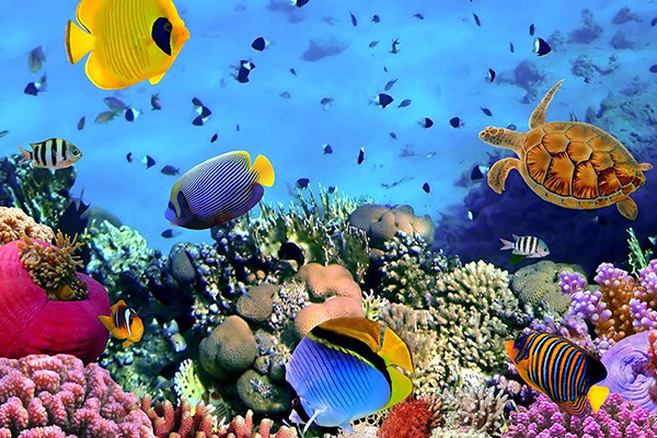 غذای زنده زنجیره مهم تولید در صنعت شیلات/محیط زیست با تولید تیلاپیا در 4 استان موافقت کرد