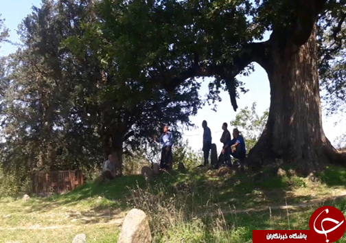 حفاظت از قدیمی&zwnj;ترین فسیل زنده جهان/کشف ۲ تن تریاک در درگیری مسلحانه/ ماجرای عجیب مرگ ماهیان در آذربایجان غربی/صدور حکم مربی ورزشی متجاوز در شیراز
