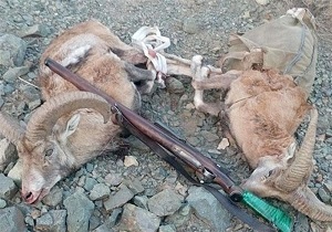 ۲۳ شکار غیر مجاز پستانداران در استان