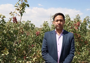 کاهش ٧۵درصدی تولید پسته در شهرستان خاتم
