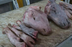 بزی هم قد الاغ و هم قیمت یک اسب اصیل + فیلم