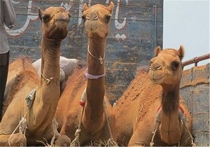 توقیف 17 نفر شتر در نهبندان