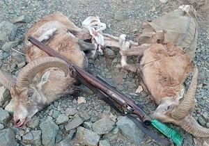 کشف لاشه یک راس قوچ وحشی در شهرستان سربیشه 