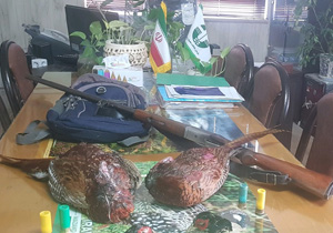 دستگیری شکارچی غیرمجاز قرقاول در نکا