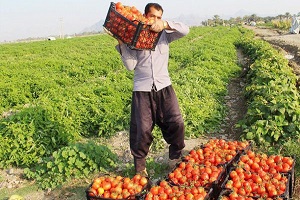 پشت پرده پرواز قیمت رب گوجه فرنگی در قطب تولید گوجه فرنگی + فیلم