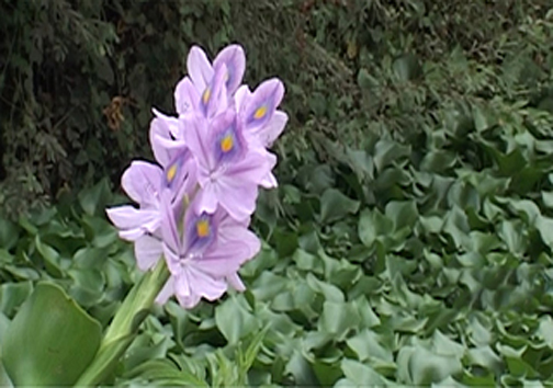 از پشت پرده پرواز قیمت رب گوجه فرنگی در قطب تولید گوجه فرنگی تا سودی پایدار با طلای کثیف!+ فیلم