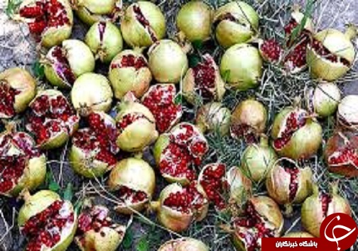 شهرستان هوراند یکی از قطب های  تولید انار در آذربایجان شرقی/انار  یک میوه بهشتی سرشار از ویتامین ها و آنتی اکسیدان است