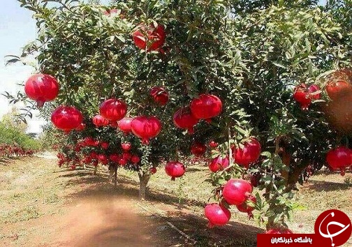 شهرستان هوراند یکی از قطب های  تولید انار در آذربایجان شرقی/انار  یک میوه بهشتی سرشار از ویتامین ها و آنتی اکسیدان است