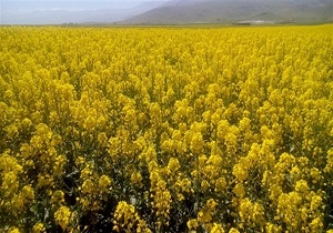 کشت محصول کلزا در آبیک