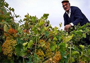 ثمر چینی از تاکستان های شوش