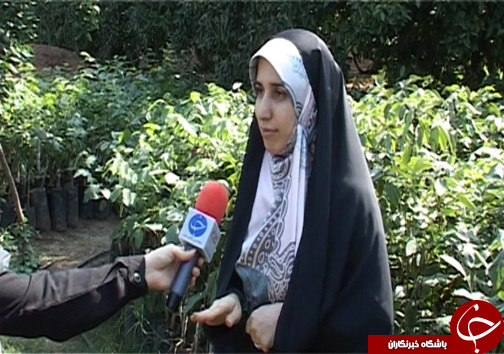 بهره وری اقتصادی درختان گردو با استفاده ازکابل برق ۲۲۰ ولتی بهره وری اقتصادی درختان گردو با استفاده ازکابل برق ۲۲۰ ولتی