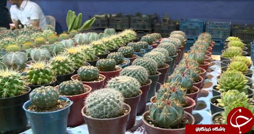 نمایشگاه گل و گیاه در لرستان + تصاویر
