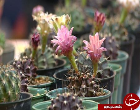 نمایشگاه گل و گیاه در لرستان + تصاویر