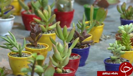 نمایشگاه گل و گیاه در لرستان + تصاویر