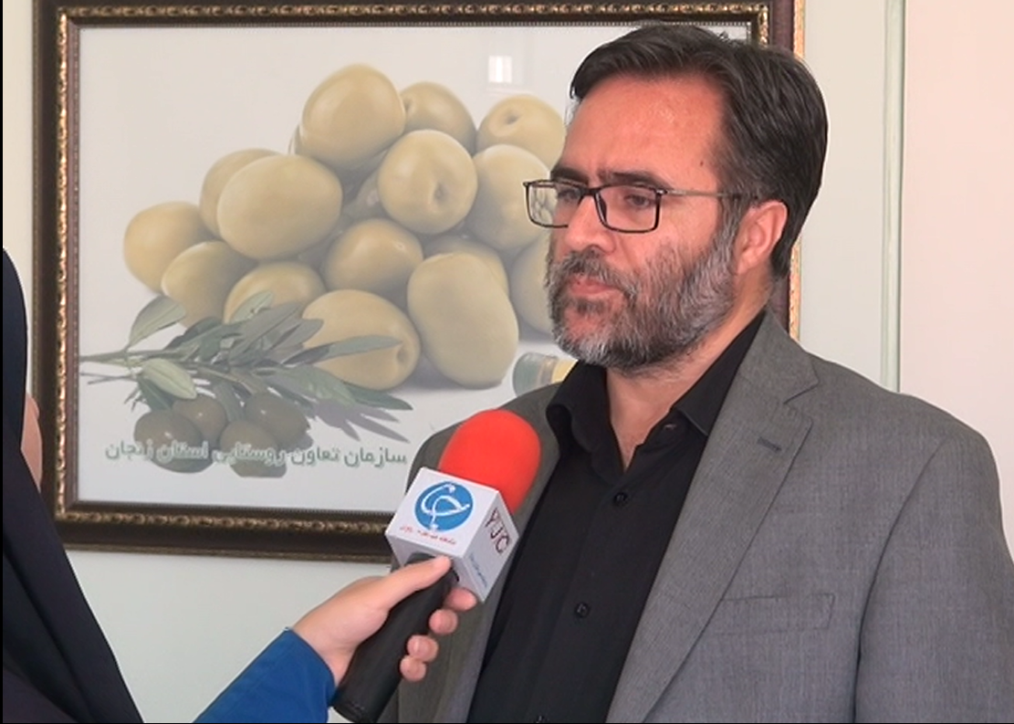 تولید بیش از 100 هزار تن زیتون در کشور / بیش از 40 درصد زیتون کشور در شهرستان طارم زنجان تولید می شود
