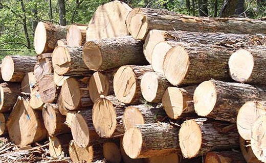 کشف 5 تن چوب قاچاق در املش