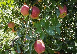 آغاز برداشت سیب از باغات اشنویه