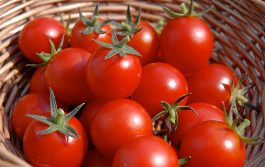 صادرات گوجه فرنگی گلخانه بهانه ای برای دور زدن قانون