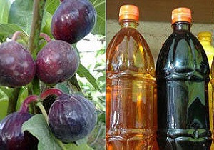 نیاز ۵ میلیارد ریالی برای کارخانه سرکه ‎سازی انجیر پلدختر