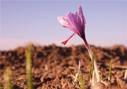 آغاز برداشت گل زعفران در خراسان + فیلم