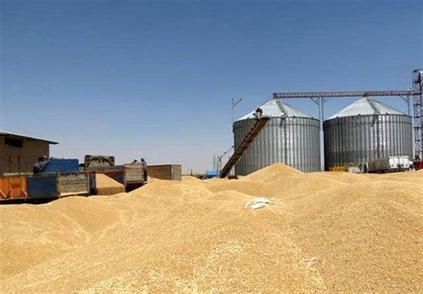 آیین خرمن پایی به شکرانه گندم زار های طلایی/زنجان رتبه دوم افزایش تولید گندم