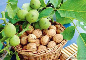 برگزاری جشنواره گردو در همدان
