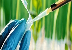 ممنوعیت استفاده از سم آتلانتیس منتسب به کمپانی بایر در قزوین