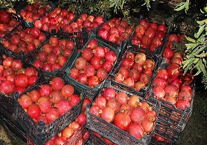 برداشت انار از اراضی کشاورزی اندیمشک
