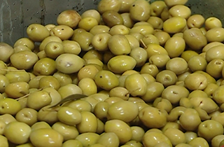 ازنحوه ساخت دمام در بوشهر تا مشکلات زیتون کاران طارمی + فیلم