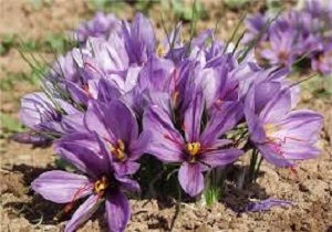 بیش از ۳۸۰۰ هکتار زعفران در لرستان کشت می شود
