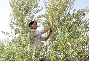 سرمازدگی و کاهش ۹۰ درصدی تولید زیتون در ساوه