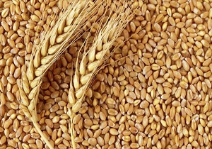 توزیع بذر گندم و جو در دامغان