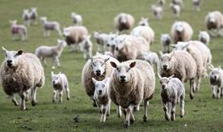 در ایلام گوشت حیوانات حرام گوشت عرضه نشده است