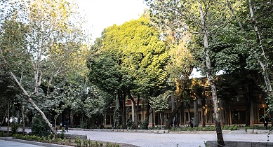 کاشت 200 اصله درخت  نارون چتری در قدیمی ترین خیابان اصفهان / چهارباغ با درختان جدید شکل می گیرد
