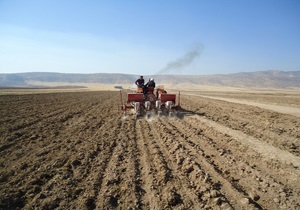 کاشت گندم دیم درآوج