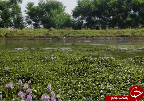 سنبل آبی، مهمان ناخوانده تالاب های شمال کشور