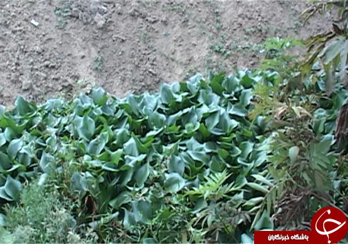 سنبل آبی، مهمان ناخوانده تالاب های شمال کشور