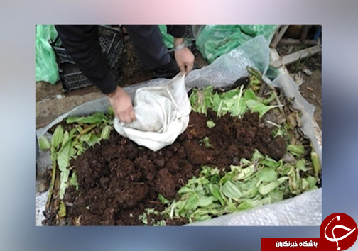 سنبل آبی، مهمان ناخوانده تالاب های شمال کشور