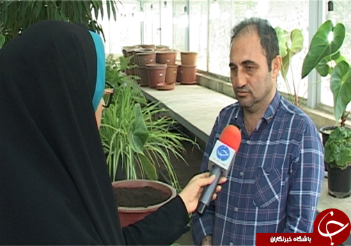 سنبل آبی، مهمان ناخوانده تالاب های شمال کشور