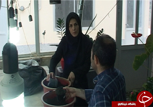 سنبل آبی، مهمان ناخوانده تالاب های شمال کشور